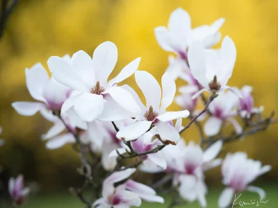 White magnolia flowers yellow background