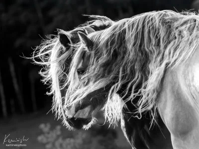 White mane horses close-up