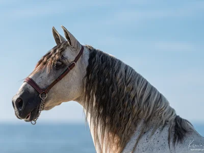 White spotted horse ocean backdrop
