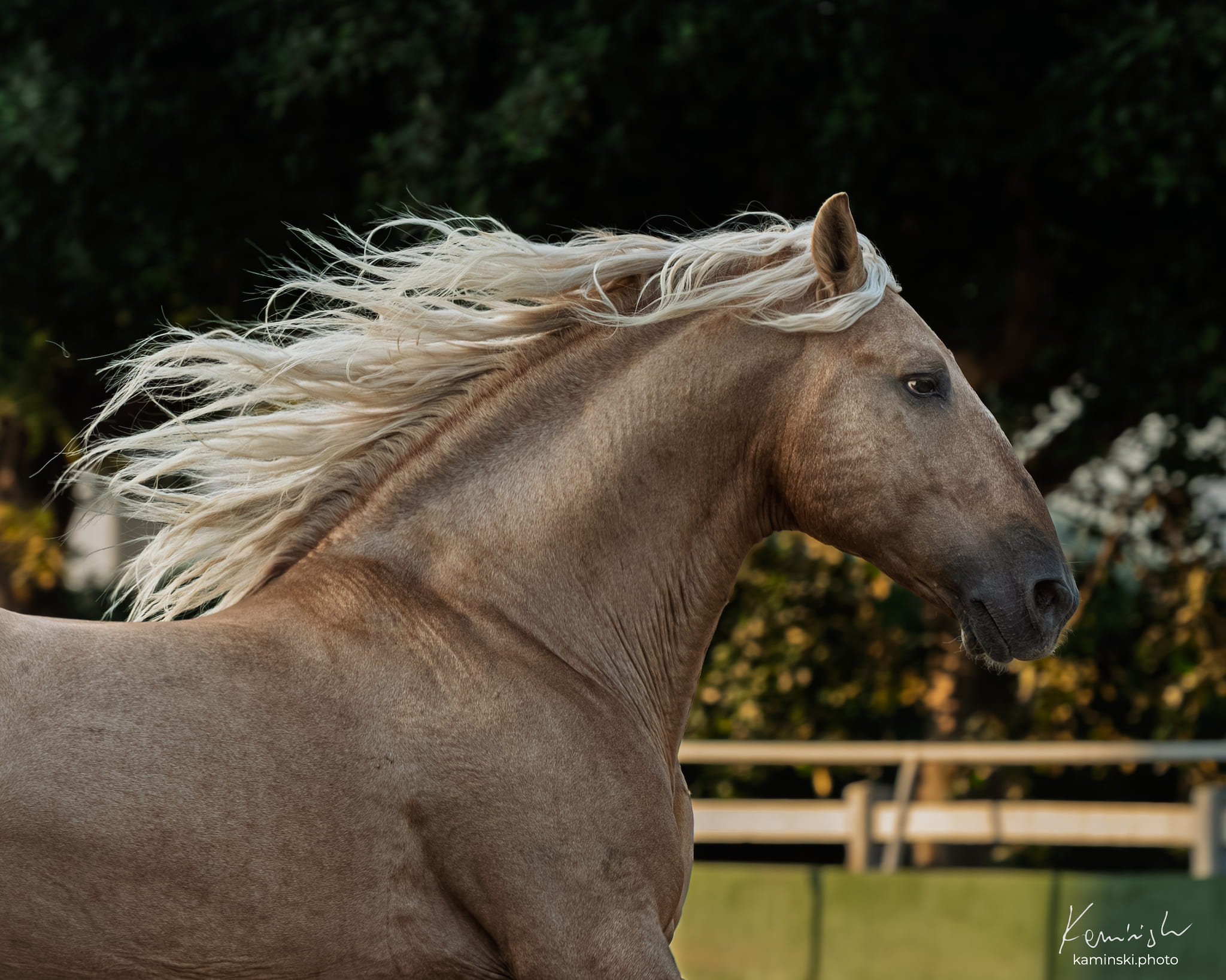 Among Horses